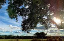 Cargar imagen en el visor de la galería, JAMÓN DUROC GRAN RESERVA ESPECIAL LONCHEADO (CURACIÓN +25 MESES) 500gr