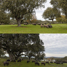 Cargar imagen en el visor de la galería, LOMO DE BELLOTA IBÉRICO 50% RAZA IBÉRICA LONCHEADO 50% RAZA IBERICA